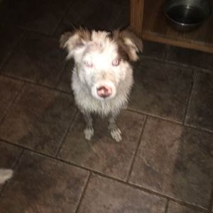 Meet your Posher, Benjamin